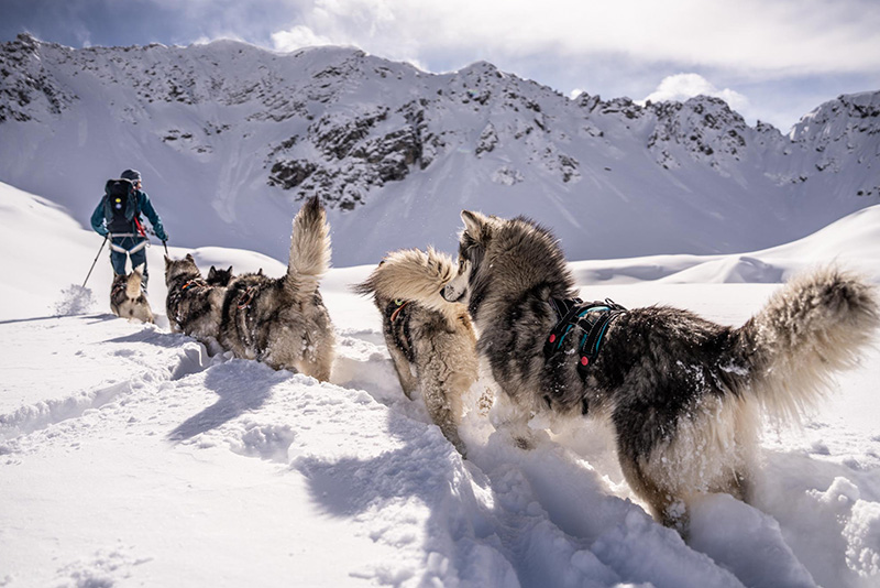 Laerchenhof_Angebote_Winter_Dezember_Husky